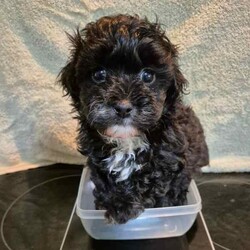 Adopt a dog:Moodle Girls/Poodle (Toy)/Female/Younger Than Six Months,I'm a Moodle Girl born 9th June2024will you take me home with you? I'm a mini size and will be in between 3.5 to 5.5 kg when I'm grown up. I am ready for my forever home! call 0418 73 11 42 I will love and kiss you and stay by your side , I'm smart, funny, loyal and cuddly. If you look into my eyes, I will steal your heart. I will be your companion and watch over you. I be ready to join you by the 5th of August.so if you are interested; call. *******1142 REVEAL_DETAILS Yes I am a Moodle! Both my parents are Moodles also my grandparents. I am Immunised , health checked , regularly wormed and micro chipped. It is documented on my Pet-passport.My breed is designed by a Poodle and Maltese. I don't shed Hair! Dirt only sticks to me if am wet and it falls of me when I'm dry..I be ready to join you by the 5th of August. so if you are interested; call. *******1142 REVEAL_DETAILS 