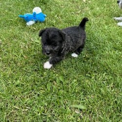 2 femalePuppies for sale, jack Russell x bichon/Jack Russell x bichon/Female/7 weeks,2 female pups for sale. Nicknames are salt and pepper 

Both in very good health, will be ready for there forever homes 17th August

Mum and dad are family pets, mum is jack Russell x bichon and dad is 3gen bichon with paperwork 

These are very playful and good with children and other dogs and have been handled so used to been picked up and cuddled 

These are already on wet food, Biscuits and water, both up today with flea and wormer, 

Unfortunately due to no appointments at the vets till middle of September these won’t come with first vaccination but will be microchip