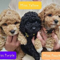 Tiny Toy Cavoodles - Male/Female - Exceptional Temperaments/Cavoodle/Both/Younger Than Six Months,These puppies are Toy Cavoodles that will mature on the smaller size of your average toy Cavoodle. Miss Peach and Miss Yellow being the tiny two currently weighing in at a teeny tiny 1kg (6.5 weeks)!This litter of puppies are so beautiful happy and super friendly. They are happy and playful but also calm (not hyper at all) they will make the most amazing family pets and companions.They have all passed their 6 week vet check, have had 1st vaccination, microchip and are up to date with worming.Our puppies are raised in a family friendly home with children and other pets so the puppies are prepared to transition into a new family environment.Both parents are beautiful family dogs both smart, calm and easy to train. The dad (toy poodle 3.8kg) is DNA checked to ensure puppies are free from testable hereditary diseases. Their mum is the sweetest family pet an adorable healthy Cavoodle (5kg).We follow the 2,4,6,8 rule with worming - meaning they are wormed every 2 weeks in our care. The puppies will also come vet checked, vaccinated and microchipped. They will come with a puppy pack to help with a positive transition into their new home.