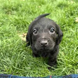 mini Cavoodle X mini Dachshund /Cavoodle/Male/Younger Than Six Months,mini Cavoodle X mini dachshund puppies ready to find their forever family’s 