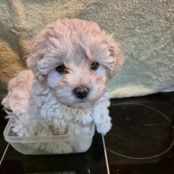 Adopt a dog:Moodle Girls/Poodle (Toy)/Female/Younger Than Six Months,I'm a Moodle Girl born 9th June2024will you take me home with you? I'm a mini size and will be in between 3.5 to 5.5 kg when I'm grown up. I am ready for my forever home! call 0418 73 11 42 I will love and kiss you and stay by your side , I'm smart, funny, loyal and cuddly. If you look into my eyes, I will steal your heart. I will be your companion and watch over you. I be ready to join you by the 5th of August.so if you are interested; call. *******1142 REVEAL_DETAILS Yes I am a Moodle! Both my parents are Moodles also my grandparents. I am Immunised , health checked , regularly wormed and micro chipped. It is documented on my Pet-passport.My breed is designed by a Poodle and Maltese. I don't shed Hair! Dirt only sticks to me if am wet and it falls of me when I'm dry..I be ready to join you by the 5th of August. so if you are interested; call. *******1142 REVEAL_DETAILS 