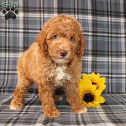 Goofy Moyen/Standard Poodle									Puppy/Male	/8 Weeks,Meet this super adorable AKC Moyen Poodle puppy who is started on potty training! This little cutie would make the perfect addition to a loving and responsible home seeking a well socialized Moyen Poodle! With an expected adult weight of 22lbs this little cutie will be a medium sized Poodle who is easy to take everywhere and not as fragile or framey as their Toy/Mini or Standard counterparts! 