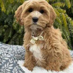 /Cavoodle/Both/Younger Than Six Months,We have a gorgeous litter of miniature Cavoodle puppies, READY TO GO NOW to their loving new homes.Our beautiful puppies are first generation, mum is a pure breed ruby cavalier King Charles spaniel and dad is a pure breed miniature poodle, DNA tested with Orivet, friendly, affectionate family pets both weigh around 8-9kilos and approximately 38cm in height.Cavoodles are the perfect breed for any family.These playful and cuddly puppies are microchipped, vaccinated 1st and 2nd, Vet checked and wormed/tick/flea treated and 6 weeks pet insurance.2 Male PuppiesVisits WelcomeRegistered breeder with the RPBA5648BIN0009435405445