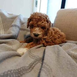 Toy Poodle Puppies (Adorable & Non Shedding)/Poodle (Toy)/Male/Younger Than Six Months,Adorable 3 male toy poodle puppies for sale from 2 toy poodle parents.Mother - red & white toy poodle (DNA cleared from parentage)Father - red toy poodle (DNA tested and clear)1 boy - brown & white (white muzzle)1 boy - red & white (partial liver colour nose)1 boy - cream & whiteAll 3 gorgeous boys born 6.6.24 and ready to go from 1 August 2024 (8 weeks). Vaccinated and microchipped and wormed.These are fantastic pets for families, elderly and for anyone that has allergies. Non shedding coat by genetics and very intelligent. They will grow to be about 3.5-4.5 kg.These little bundles of joy will love to find a loving home and are socialised with our other (unrelated) adult dog too.Serious buyers only. Please send me a message or text.