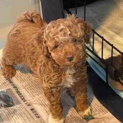 Toy Poodle Puppies (Adorable & Non Shedding)/Poodle (Toy)/Male/Younger Than Six Months,Adorable 3 male toy poodle puppies for sale from 2 toy poodle parents.Mother - red & white toy poodle (DNA cleared from parentage)Father - red toy poodle (DNA tested and clear)1 boy - brown & white (white muzzle)1 boy - red & white (partial liver colour nose)1 boy - cream & whiteAll 3 gorgeous boys born 6.6.24 and ready to go from 1 August 2024 (8 weeks). Vaccinated and microchipped and wormed.These are fantastic pets for families, elderly and for anyone that has allergies. Non shedding coat by genetics and very intelligent. They will grow to be about 3.5-4.5 kg.These little bundles of joy will love to find a loving home and are socialised with our other (unrelated) adult dog too.Serious buyers only. Please send me a message or text.