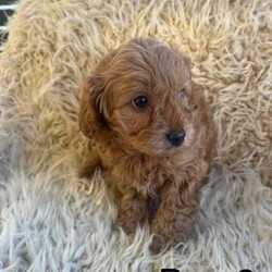 Adopt a dog:5 cavoodle puppies/Cavoodle/Female/Younger Than Six Months,.Swipe to see the last of this seasons Toy Ruby Cavoodles F1. Remember pictures always look bigger! These guys are true Toy Cavoodles! Bred with a TOY Poodle