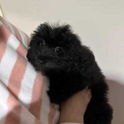 POMERANIAN x TOY POODLE/Pomeranian/Female/Younger Than Six Months,LAST ONE ADORABLE POMERANIAN puppyReady to join your familyThis cute little creature has grown up in a family environment.She will quickly adopt to your environment, please take opportunately to come and visit her to experience her humble nature and love.Mom - pomeranianDad - toy poodle*Vet checked*Microchipped*Vaccinated*Wormed every 2 weeksDOB - 5/04/2024Thank you