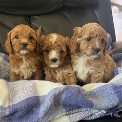 Cuddly Cavoodle Puppies- only 2 boys and 2 girls left /Cavoodle/Both/Younger Than Six Months,Cavoodles make a perfect companion. They are intelligent, affectionate, loyal and are hypoallergenic Your family isn’t complete until you have a Cavoodle.I have 3 boys and two girls left and will be ready for their new homes from next week the 7th of August . Mum and Dad have been DNA tested. Mum weighs 6.5 kg and dad weighs 8.5kg. Puppies will vary from 6kg-10kg when fullygrown. Puppies have been wormed from two weeks every two weeks and they have had their first vaccination , health check and microchipping. They eat high quality kibble , Royal Canin for puppies and will include a small bag to go home with your puppy. A small blanket with scent from mum and the litter will be provided to help transition puppy to their new home.If you are a potential doggy parent who will ensure the puppy needs are met to be healthy and happy, please text or ring on ******** 323 REVEAL_DETAILS 