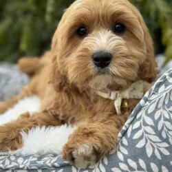 /Cavoodle/Both/Younger Than Six Months,We have a gorgeous litter of miniature Cavoodle puppies, READY TO GO NOW to their loving new homes.Our beautiful puppies are first generation, mum is a pure breed ruby cavalier King Charles spaniel and dad is a pure breed miniature poodle, DNA tested with Orivet, friendly, affectionate family pets both weigh around 8-9kilos and approximately 38cm in height.Cavoodles are the perfect breed for any family.These playful and cuddly puppies are microchipped, vaccinated 1st and 2nd, Vet checked and wormed/tick/flea treated and 6 weeks pet insurance.2 Male PuppiesVisits WelcomeRegistered breeder with the RPBA5648BIN0009435405445