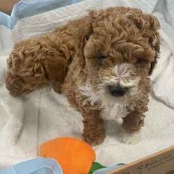 Toy Poodle Puppies (Adorable & Non Shedding)/Poodle (Toy)/Male/Younger Than Six Months,Adorable 3 male toy poodle puppies for sale from 2 toy poodle parents.Mother - red & white toy poodle (DNA cleared from parentage)Father - red toy poodle (DNA tested and clear)1 boy - brown & white (white muzzle)1 boy - red & white (partial liver colour nose)1 boy - cream & whiteAll 3 gorgeous boys born 6.6.24 and ready to go from 1 August 2024 (8 weeks). Vaccinated and microchipped and wormed.These are fantastic pets for families, elderly and for anyone that has allergies. Non shedding coat by genetics and very intelligent. They will grow to be about 3.5-4.5 kg.These little bundles of joy will love to find a loving home and are socialised with our other (unrelated) adult dog too.Serious buyers only. Please send me a message or text.