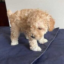 Toy Poodle Puppies (Adorable & Non Shedding)/Poodle (Toy)/Male/Younger Than Six Months,Adorable 3 male toy poodle puppies for sale from 2 toy poodle parents.Mother - red & white toy poodle (DNA cleared from parentage)Father - red toy poodle (DNA tested and clear)1 boy - brown & white (white muzzle)1 boy - red & white (partial liver colour nose)1 boy - cream & whiteAll 3 gorgeous boys born 6.6.24 and ready to go from 1 August 2024 (8 weeks). Vaccinated and microchipped and wormed.These are fantastic pets for families, elderly and for anyone that has allergies. Non shedding coat by genetics and very intelligent. They will grow to be about 3.5-4.5 kg.These little bundles of joy will love to find a loving home and are socialised with our other (unrelated) adult dog too.Serious buyers only. Please send me a message or text.