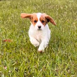 1 female and 1 Male Cavoodle/Cavoodle/Both/Younger Than Six Months,Playful and smart cavoodle puppies. Cavoodle mum and pure King Charles Cavalier dad who are our family petsPuppies are healthy, assessed by the Vet, vaccinated, wormed and microchipped2 puppies available1 Female Blenheim - $9501 Male Blenheim - $950Enquiries welcome