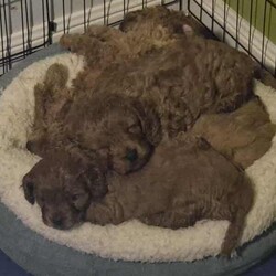 Adopt a dog:Gorgeous Cavoodle Puppies/Cavoodle/Female/Younger Than Six Months,Gorgeous F2 Cavoodles..mum and dad are gorgeous and well suited to therapy temperament..they are also big cavoodles.. mum around 6kgsand dad around 10kg.. so are great for family outings and kids and come with alot less anxiety than the smaller insecure dog breeds..pups will be available after 8wks..taking expression of interests..Archie and Lilly are in home pets and part of the family and pups are raised the same..They are used to cats and and dogs and will be introduced to noises e.g vacuums...tv..people kids so they are without anxiety..they will come vet checked.. vaccinated and wormed..currently wormed every 2 weeks..and are raised on the best of food.. and mum is on a great diet..of chicken vegetables and dry food .. yoghurt to ensure the best milk..A deposit of $200 is required to secure pup..You are more than welcome to come and visit and see pups and mum and dad..we are located in Gulmarrad in Northern nsw..Our Rpba number is 14853Please be certain you are ready for a 15 year commitment to Ur pup as well as training and also Cavoodles are not the kind of dog to be left alone all week.. they are loving and super affectionate and love company..Feel free to call and have a chat.Regard