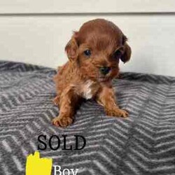 Brown Toy Cavoodle Puppies For Sale/Cavoodle/Male/Younger Than Six Months,7 week old very cute cavoodle puppiesx3 males left- Both parents have DNA papers and are cleared of any diseases or imperfections- The puppies have been microchipped and have had their 6 week vaccinations- Very playful and full of energy- Very cuddly and gentleMessage for more information and more photos.Very happy to answer any questions you may have!Thanks.