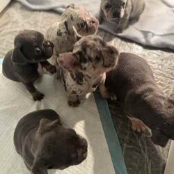 French bulldog puppies /French Bulldog/Male/Younger Than Six Months,Looking for a loving home for these 6 charming French Bulldog puppies! These playful pups are full of personality and are ready to bring joy to your family. With their unique markings and sweet temperaments, they'll make the perfect furry companions. Don't miss out on the opportunity to welcome one of these cuties into your life! Contact me for more details and to meet these adorable pups! 