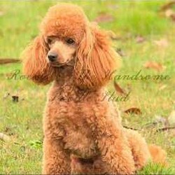 Brown Toy Cavoodle Puppies For Sale/Cavoodle/Male/Younger Than Six Months,7 week old very cute cavoodle puppiesx3 males left- Both parents have DNA papers and are cleared of any diseases or imperfections- The puppies have been microchipped and have had their 6 week vaccinations- Very playful and full of energy- Very cuddly and gentleMessage for more information and more photos.Very happy to answer any questions you may have!Thanks.