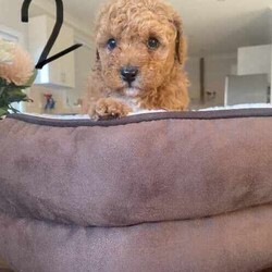 Toy Poodle Puppies for sale! /Cavoodle/Male/Younger Than Six Months,2 First Generation Toy Poodle Puppies for sale!1. Apricot colour - male - born on 01/06/2024.2. Ruby colour with white chest - male - born on 01/06/2024.Puppies are microchipped and have receive their first vaccine.Mum and dad are Toy Poodle.Licensed breeder no: 19207