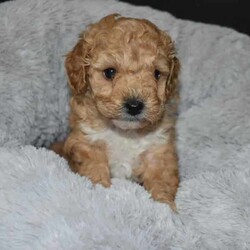 F1B Toy Cavoodles/Cavoodle/Both/Younger Than Six Months,Beautiful F1B Toy Cavoodles3 females ( 1 SOLD) , 1 male.Our puppies are raised in our family home with lots of love and affection so are very socialized.They come Wormed, microchipped & vaccinated.Ready for loving homes this saturday 10/8$2000 ono
