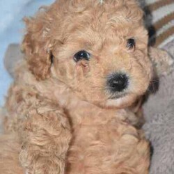 F1B Toy Cavoodles/Cavoodle/Both/Younger Than Six Months,Beautiful F1B Toy Cavoodles3 females ( 1 SOLD) , 1 male.Our puppies are raised in our family home with lots of love and affection so are very socialized.They come Wormed, microchipped & vaccinated.Ready for loving homes this saturday 10/8$2000 ono