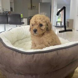 Toy Poodle Puppies for sale! /Cavoodle/Male/Younger Than Six Months,2 First Generation Toy Poodle Puppies for sale!1. Apricot colour - male - born on 01/06/2024.2. Ruby colour with white chest - male - born on 01/06/2024.Puppies are microchipped and have receive their first vaccine.Mum and dad are Toy Poodle.Licensed breeder no: 19207