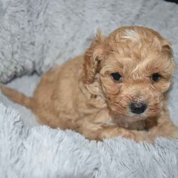 F1B Toy Cavoodles/Cavoodle/Both/Younger Than Six Months,Beautiful F1B Toy Cavoodles3 females ( 1 SOLD) , 1 male.Our puppies are raised in our family home with lots of love and affection so are very socialized.They come Wormed, microchipped & vaccinated.Ready for loving homes this saturday 10/8$2000 ono