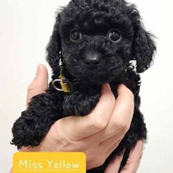 Tiny Toy Cavoodles - Male/Female - Exceptional Temperaments/Cavoodle/Both/Younger Than Six Months,These puppies are Toy Cavoodles that will mature on the smaller size of your average toy Cavoodle. Miss Peach and Miss Yellow being the tiny two currently weighing in at a teeny tiny 1kg (6.5 weeks)!This litter of puppies are so beautiful happy and super friendly. They are happy and playful but also calm (not hyper at all) they will make the most amazing family pets and companions.They have all passed their 6 week vet check, have had 1st vaccination, microchip and are up to date with worming.Our puppies are raised in a family friendly home with children and other pets so the puppies are prepared to transition into a new family environment.Both parents are beautiful family dogs both smart, calm and easy to train. The dad (toy poodle 3.8kg) is DNA checked to ensure puppies are free from testable hereditary diseases. Their mum is the sweetest family pet an adorable healthy Cavoodle (5kg).We follow the 2,4,6,8 rule with worming - meaning they are wormed every 2 weeks in our care. The puppies will also come vet checked, vaccinated and microchipped. They will come with a puppy pack to help with a positive transition into their new home.