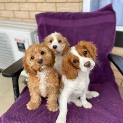 1 female and 1 Male Cavoodle/Cavoodle/Both/Younger Than Six Months,Playful and smart cavoodle puppies. Cavoodle mum and pure King Charles Cavalier dad who are our family petsPuppies are healthy, assessed by the Vet, vaccinated, wormed and microchipped2 puppies available1 Female Blenheim - $9501 Male Blenheim - $950Enquiries welcome