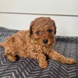 Brown Cavoodle Puppies For Sale/Cavoodle/Male/Younger Than Six Months,6 week old very cute cavoodle puppies3x boys left- Both parents have DNA papers and are cleared of any diseases or imperfections.- The puppies have been microchipped and the first lot of their vaccinations are done.- very playful and full of energy- very cuddly and gentleMessage for more information and for more photos.Very happy to answer any questions you might have.Thanks