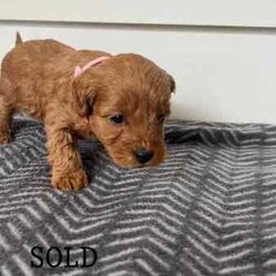 Brown Cavoodle Puppies For Sale/Cavoodle/Male/Younger Than Six Months,6 week old very cute cavoodle puppies3x boys left- Both parents have DNA papers and are cleared of any diseases or imperfections.- The puppies have been microchipped and the first lot of their vaccinations are done.- very playful and full of energy- very cuddly and gentleMessage for more information and for more photos.Very happy to answer any questions you might have.Thanks
