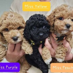 Tiny Toy Cavoodles - Male/Female - Exceptional Temperaments/Cavoodle/Both/Younger Than Six Months,These puppies are Toy Cavoodles that will mature on the smaller size of your average toy Cavoodle. Miss Peach and Miss Yellow being the tiny two currently weighing in at a teeny tiny 1kg (6.5 weeks)!This litter of puppies are so beautiful happy and super friendly. They are happy and playful but also calm (not hyper at all) they will make the most amazing family pets and companions.They have all passed their 6 week vet check, have had 1st vaccination, microchip and are up to date with worming.Our puppies are raised in a family friendly home with children and other pets so the puppies are prepared to transition into a new family environment.Both parents are beautiful family dogs both smart, calm and easy to train. The dad (toy poodle 3.8kg) is DNA checked to ensure puppies are free from testable hereditary diseases. Their mum is the sweetest family pet an adorable healthy Cavoodle (5kg).We follow the 2,4,6,8 rule with worming - meaning they are wormed every 2 weeks in our care. The puppies will also come vet checked, vaccinated and microchipped. They will come with a puppy pack to help with a positive transition into their new home.