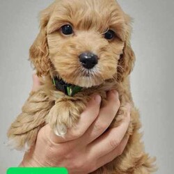 Tiny Toy Cavoodles - Male/Female - Exceptional Temperaments/Cavoodle/Both/Younger Than Six Months,These puppies are Toy Cavoodles that will mature on the smaller size of your average toy Cavoodle. Miss Peach and Miss Yellow being the tiny two currently weighing in at a teeny tiny 1kg (6.5 weeks)!This litter of puppies are so beautiful happy and super friendly. They are happy and playful but also calm (not hyper at all) they will make the most amazing family pets and companions.They have all passed their 6 week vet check, have had 1st vaccination, microchip and are up to date with worming.Our puppies are raised in a family friendly home with children and other pets so the puppies are prepared to transition into a new family environment.Both parents are beautiful family dogs both smart, calm and easy to train. The dad (toy poodle 3.8kg) is DNA checked to ensure puppies are free from testable hereditary diseases. Their mum is the sweetest family pet an adorable healthy Cavoodle (5kg).We follow the 2,4,6,8 rule with worming - meaning they are wormed every 2 weeks in our care. The puppies will also come vet checked, vaccinated and microchipped. They will come with a puppy pack to help with a positive transition into their new home.