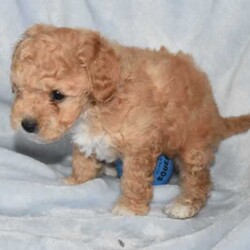 F1B Toy Cavoodles/Cavoodle/Both/Younger Than Six Months,Beautiful F1B Toy Cavoodles3 females ( 1 SOLD) , 1 male.Our puppies are raised in our family home with lots of love and affection so are very socialized.They come Wormed, microchipped & vaccinated.Ready for loving homes this saturday 10/8$2000 ono