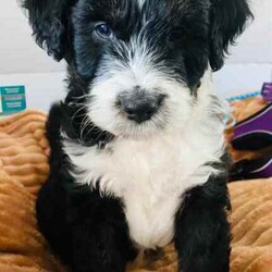 Aussiedoodles puppies/Australian Shepherd Dog/Male/Younger Than Six Months,Mini Aussiedoodle puppies, currently only one available at discount price, all others sold.We are a registered, we only breed once or twice a year for quality healthy sound dogs.Our parent dogs are extensively DNA tested by OrivetWe are registered with QPBA 0000 373558989and RPBA. 10357Our dogs are healthy happy sound and confident and can be used for therapy and assistance dogs. They are loyal loving intelligent family or companion dogs that love nothing more than to be with their humans.They will come first vaccinations, microchipped, wormed, and fully vet checked.Treated with monthly flea and tic medication.You will need a fully fenced yard for your dogs safety and regular grooming to ensure you’ll have a dog you’ll be proud to own.Aussiedoodles are low to non shedding and in my opinion thus mix is one of the best for sound intelligence and perfect companionWe can assist with flights interstate if requiredOur puppies will be ready to leave on 15th augustPlease no time wasters, check with the hubby or wife and landlords etc that you can free to commit to your new dog