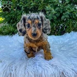 Jewel/Dachshund									Puppy/Female	/8 Weeks,Meet Jewel. This adorable mini long haired Dachshund puppy is well socialized and in a family home. She is vet checked, up to date on shots, and dewormed. 