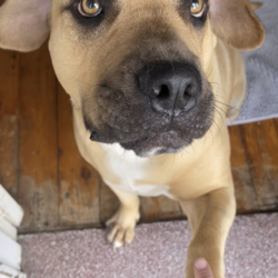 Hermit/Mastiff/Male/3 Years 5 Months,Hi there! Are you looking for a loyal companion who loves nothing more than hanging around the home and spending quality time with you? Look no further! Under my big boofy exterior is a gentle teddy bear, ready to fill your home with love and warmth. I thrive on human companionship and would be the ideal dog for those who enjoy lounging around the house with their furry friend. I'm looking for a forever home where I can be the only furry friend, as I'm not very fond of other dogs. It's essential that my new home provides me with a safe indoor space to help me feel secure and content in my home. I would also prefer a quieter home environment with no young children as I am a sensitive soul who can get overwhelmed when there is a lot going on. I don't even really need to go for walks that much, I'm way happier just hanging at home with my people! Despite my preference for a quieter lifestyle, I really am a big softie who just wants to relax at home with my human companions, pottering around the house or chewing on a pigs ear. If you think you could be my new forever family, please fill out the   or contact the shelter directly on 0477 064 192 or email us at barc@rspcansw.org.au   I am so eager to meet you and see if we could be the perfect match! Restrictions: