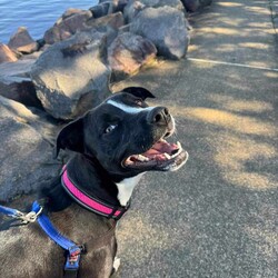 Adopt a dog:Rosie/Staffordshire Bull Terrier/Female/1 Year 5 Months,Hi, I'm Rosie, a beautiful young lady looking for a second chance with a loving family! I would love a family who is ready to make me a focal point in their lives and love me completely in all my goofiness. I LOVE to play with toys and will chase after it, bring it back and show you my cheeky side whilst I run away with it again, however I will swap for a treat or another toy. I enjoy sniffing walks, exploring and short obedience training session with treats of course to positively reinforce the good work that I do. I would love a fully fence yard and a comfy bed inside with my family to rest and be surrounded with love. I can be a bit jumpy and excitable when I meet new friends but I do know some of my cues and will sit when asked. It would be great if my younger family members had experience with large dogs and didn't mind a bouncy gal. Treats are a great motivator for me, and I would love to continue developing my skills slowly in the backyard first, then out and about with my family once I am confident and comfortable. I will need to be the only animal in the home, I have showed social behaviours with dogs previously but due to being in shelter for a long period of time will need the space and quiet to decompress as dogs are too overwhelming for me now. Requirements: -Must meet all family – Children over 15 -Must be only animal – Indoor/Outdoor access If you think you could be the perfect home for me to come and see me at the Hunter Shelter and my friends can help us meet! Love and tail wags from Rosie!
