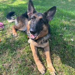 Gemma/German Shepherd Dog/Female/6 Years 7 Months,Hey my name is Gemma and I am a super sweet older gal who is now looking for her very own family. I would love a family who has experience with my breed, I am very loyal and loving but will need sometime to get to know you and form that unbreakable bond. I can be a bit scared throughout storms so need a home that will allow me to have indoor and outdoor access, I just need to be near my family to feel safe at these times, I can also see myself being a lounge lizard and a lady of luxury if you allow me to. It would be ideal if my new guardian is home more often than not especially to help me settle in, if you need to leave me alone I will need a safe backyard with solid fencing as I can get unsettled if I can see traffic walking past my house. I will need older children in the home that understand that I may need space from time to time, I also can get pushy when I want to play and don't realise my size and I would hate to hurt anyone. I will need to be the only animal in the home other dogs make me uncomfortable and I like to keep my distance from them, I won't be suited to off lead or heavy traffic dog areas. My leash manners are beautiful so we can enjoy a nice calm walk in a quieter area together. Requirements: -Must meet all family  -No children under 12 -Must be only pet  -Indoor/outdoor access -Breed savvy owner If you think I could be the girl for you please head into the shelter today to say hi, I am looking forward to potentially meeting my new family. Love, Gemma xo