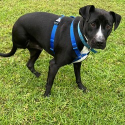 Nash/Staffordshire Bull Terrier / Australian Cattle Dog/Male/1 Year 9 Months,Good things come in three… LEGS! Meet handsome Nash! Nash's journey may have had a few bumps, but his spirit is unbreakable, and his heart is ready to love unconditionally in his new forever home. Despite his tough start, Nash is a shining example of resilience and joy, waiting for that special someone to share life's adventures. Nash thrives as the only pet in the household, where he can be the centre of attention and bask in all the love you have to offer. Nash is eager to join a family who understands his unique needs and will cherish him for the sweet, gentle soul that he is. Nash requires a patient and experienced owner who can guide him with care and understanding. Whether you have experience with special-needs dogs or are willing to learn, Nash will reward you with unwavering loyalty and affection. He needs moderate exercise to maintain his ideal weight, so short walks are his forte—think leisurely strolls rather than marathon runs! A house with minimal or no stairs is also required to help Nash move around comfortably! With Nash, you're not just adopting a dog; you're gaining a true friend and companion. His endearing spirit and loving nature will brighten your days and warm your heart. Nash's zest for life is infectious, reminding us all to embrace each moment with joy and gratitude. If you're looking to make a profound difference in a dog's life and receive boundless love in return, Nash is eagerly awaiting your embrace. Fill out an adoption application today and open your home to a furry friend who will redefine the meaning of loyalty and resilience. Nash is ready to embark on new adventures with you—don't miss out on this incredible opportunity to make him a cherished member of your family! Requirements: If you think you could be Nash's forever family, please fill out an application at  or contact the shelter directly on 0477 064 192 or email us at barc@rspcansw.org.au  