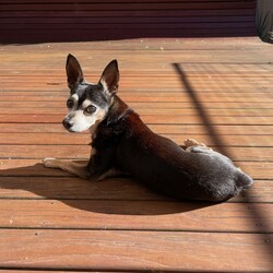 Toby/Chihuahua (Smooth Coat)/Male/14 Years 7 Months,*I am currently living in a loving foster home until my furever family comes along! Please call the shelter if you are interested in meeting me! Hi, I'm Toby a distinguished senior pup with a heart of gold, who is looking for a loving home where I can retire. I hope that is with you! I am a laid-back and gentle soul who enjoys the simple pleasures in life. With a nose that never tires of sniffing out new scents and a heart that beats for delicious food. My favourite past times include, short sniffari walks around the neighbourhood and some tasty snacks. I would be best suited for a home with older children who can appreciate my calm demeanour. I thrive on having both indoor and outdoor access, enjoying leisurely strolls in the garden and lounging in my favourite cozy spot close to my family. I am seeking a peaceful home where I can relax, take life at my own pace and soak up all the love that comes my way. As an only dog, I thrive on one-on-one attention and would love nothing more than to be a lap dog and cuddle up with my favourite humans. Requirements: -Must meet all family – Children over 15 years – Owner home more often -Must be only dog – Indoor/Outdoor access – Peaceful/Quiet home Despite my age I still have a spring in my step and a twinkle in my eye, ready to bring joy and companionship to my forever family. If you think you could give me a beautiful life, surrounded by love in my golden years, head to the Hunter Shelter and the staff can help us meet. I can't wait to see you! Love and tail wags, Toby