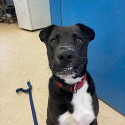 Xander/American Staffordshire Terrier / Australian Kelpie/Male/10 Months,Hello there! My name is Xander, and I'm a charming young man finally on the lookout for my forever home! Could this be with you? I am incredibly sweet and intelligent, which means I learn quickly. I am food motivated, which makes me easy to train. I already know how to sit and lay down and I love to figure out food puzzles such as kongs! I am looking for a family who is patient. Unfortunately I have spent most of my young life in the shelter so the transition from shelter to home might be a little bit tough for me. I would love a routine (doesn't everybody) such as play, eat, sleep as this will help me understand how things happen each day and create some predictability. I would also love people who can take it slow and let me get used to the home and my new family first before exposing me to any other new things. At the shelter I have access to the backyard in the office and I love it! When its sunny the staff put a little blanket out on the grass for me to lay on and I have a picnic – usually with a bulli stick or a pigs ear! Sometimes I like to run around with my fluffy chicken toy and do some zoomies and throw it up in the air like I just don't care. My ideal home would offer both indoor and outdoor access, giving me the chance to explore and play in a safe, secure area. This way, I can burn off my puppy energy while also having a cozy indoor space to relax. If you think you could be the perfect family for me, I can’t wait to meet you and start our adventure together! Please fill out an application at   or contact the shelter directly at 0477 064 192, or email us at barc@rspcansw.org.au. Requirements: