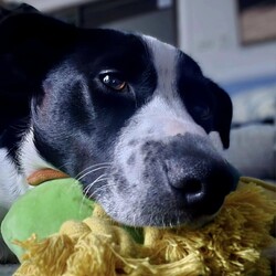 Mercury/Border Collie / Staffordshire Bull Terrier/Female/1 Year 2 Months,Hi, I'm Mercury and I am on the hunt for a loving home. I have lived a life of unpredictability and have a lot to learn about the world, as I have spent most of my young life in care. I am an enrichment Queen with a zest for adventure, who would love to settle in a cozy bed indoors with a long-lasting chew and zoom around a large, fully fenced yarded area playing fetch. I would thrive in a home with older children, who I can grow with, be my love bug self and who will give me some space to be alone when I need some decompression. I am a long lasting treat connoisseur and chewing is my favourite way to decompress. Some of my favourite yummy chews are coffee wood, goat horns and venison ears. I am a social butterfly who adores socializing with larger furry friends and would do best in a home without small animals. I love going for sniff walks with furry friends, however my play style is not every canines cup of tea. For this reason I am not a gal who is going to be able to attend off lead areas. I would love a well socialised and calm furry friend who is going to teach me that taking time for some zzz's is just as rewarding as zoomies. Requirements -Must meet all family  -Children over 12 years -Must meet all dogs (can be selective)  -Not suited to a home with small pets If you think you could give me the love and devotion that I deserve, head to the Hunter Shelter and the staff can help us meet. I can't wait to see you! Love and nose boops, Mercury