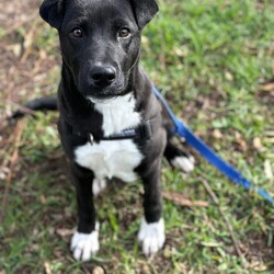 Xander/American Staffordshire Terrier / Australian Kelpie/Male/10 Months,Hello there! My name is Xander, and I'm a charming young man finally on the lookout for my forever home! Could this be with you? I am incredibly sweet and intelligent, which means I learn quickly. I am food motivated, which makes me easy to train. I already know how to sit and lay down and I love to figure out food puzzles such as kongs! I am looking for a family who is patient. Unfortunately I have spent most of my young life in the shelter so the transition from shelter to home might be a little bit tough for me. I would love a routine (doesn't everybody) such as play, eat, sleep as this will help me understand how things happen each day and create some predictability. I would also love people who can take it slow and let me get used to the home and my new family first before exposing me to any other new things. At the shelter I have access to the backyard in the office and I love it! When its sunny the staff put a little blanket out on the grass for me to lay on and I have a picnic – usually with a bulli stick or a pigs ear! Sometimes I like to run around with my fluffy chicken toy and do some zoomies and throw it up in the air like I just don't care. My ideal home would offer both indoor and outdoor access, giving me the chance to explore and play in a safe, secure area. This way, I can burn off my puppy energy while also having a cozy indoor space to relax. If you think you could be the perfect family for me, I can’t wait to meet you and start our adventure together! Please fill out an application at   or contact the shelter directly at 0477 064 192, or email us at barc@rspcansw.org.au. Requirements: