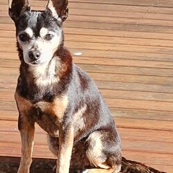 Toby/Chihuahua (Smooth Coat)/Male/14 Years 7 Months,*I am currently living in a loving foster home until my furever family comes along! Please call the shelter if you are interested in meeting me! Hi, I'm Toby a distinguished senior pup with a heart of gold, who is looking for a loving home where I can retire. I hope that is with you! I am a laid-back and gentle soul who enjoys the simple pleasures in life. With a nose that never tires of sniffing out new scents and a heart that beats for delicious food. My favourite past times include, short sniffari walks around the neighbourhood and some tasty snacks. I would be best suited for a home with older children who can appreciate my calm demeanour. I thrive on having both indoor and outdoor access, enjoying leisurely strolls in the garden and lounging in my favourite cozy spot close to my family. I am seeking a peaceful home where I can relax, take life at my own pace and soak up all the love that comes my way. As an only dog, I thrive on one-on-one attention and would love nothing more than to be a lap dog and cuddle up with my favourite humans. Requirements: -Must meet all family – Children over 15 years – Owner home more often -Must be only dog – Indoor/Outdoor access – Peaceful/Quiet home Despite my age I still have a spring in my step and a twinkle in my eye, ready to bring joy and companionship to my forever family. If you think you could give me a beautiful life, surrounded by love in my golden years, head to the Hunter Shelter and the staff can help us meet. I can't wait to see you! Love and tail wags, Toby