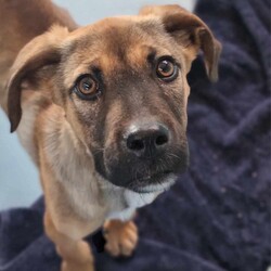 Parker/Dogue de Bordeaux / Australian Kelpie/Male/9 Months,Hi I'm Parker and I'm a sweet little boy that is now on the search for my new furever home! I haven't had the best start to life and need a family that can help me learn about the wide world around me. I haven't been exposed to many things that I might encounter in a home so there are going to be a few things that I don't understand. I will need a home that is a bit quieter as I can become a bit overwhelmed if too many things are happening at the same time. I will need calm guardians to show me all of the things in the world that I don't know and help me through the next part of my life.  I do enjoy the company of other dogs but they excite me too much for me to live with another furry friend for now. It would be best for me to learn how to play nicely with another dog from a calm social dog. Requirements: Parker is a special pup that needs a gentle hand to guide him through the next stages of his life. If you think that your home would be perfect for him then please apply at 