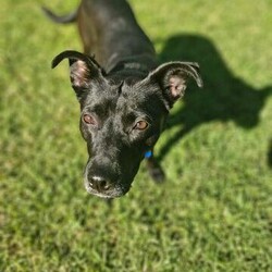 Adopt a dog:Ebony/Australian Kelpie / Staffordshire Bull Terrier/Female/1 Year 10 Months,Hey there, I'm Ebony and I'm getting ready to go home! When we meet you'll notice my little tippy-taps as I approach, a nervous yet excited dancer, eager to connect. Sometimes, I might even throw in a spin or two just to show off! Despite my nervous tendencies, I'm quite curious, and want to explore and understand the world around me. Loud sounds and sudden movements can spook me, I'll need a home that is quiet and calm that I can relax in.  I like to spend my time lounging around and sniffing out the backyard. I am quite independent, I haven't had a lot of experience with humans. I'll need some help learning about human interactions, your patience and guidance are invaluable to me. I think I'll thrive in a loving home where I am understood and can take my time to come out of my shell. With your care and encouragement, I'm sure to grow into a confident and cherished member of your family.  If you would like to meet me and see my dance moves please fill out the following form  or call 0477 064 192 or email us at barc@rspcansw.org.au  Peace out,  Ebony Recommendations: