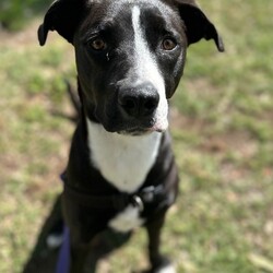 Adopt a dog:Rosie/Staffordshire Bull Terrier/Female/1 Year 5 Months,Hi, I'm Rosie, a beautiful young lady looking for a second chance with a loving family! I would love a family who is ready to make me a focal point in their lives and love me completely in all my goofiness. I LOVE to play with toys and will chase after it, bring it back and show you my cheeky side whilst I run away with it again, however I will swap for a treat or another toy. I enjoy sniffing walks, exploring and short obedience training session with treats of course to positively reinforce the good work that I do. I would love a fully fence yard and a comfy bed inside with my family to rest and be surrounded with love. I can be a bit jumpy and excitable when I meet new friends but I do know some of my cues and will sit when asked. It would be great if my younger family members had experience with large dogs and didn't mind a bouncy gal. Treats are a great motivator for me, and I would love to continue developing my skills slowly in the backyard first, then out and about with my family once I am confident and comfortable. I will need to be the only animal in the home, I have showed social behaviours with dogs previously but due to being in shelter for a long period of time will need the space and quiet to decompress as dogs are too overwhelming for me now. Requirements: -Must meet all family – Children over 15 -Must be only animal – Indoor/Outdoor access If you think you could be the perfect home for me to come and see me at the Hunter Shelter and my friends can help us meet! Love and tail wags from Rosie!