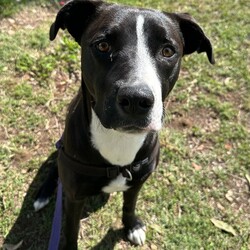 Adopt a dog:Rosie/Staffordshire Bull Terrier/Female/1 Year 5 Months,Hi, I'm Rosie, a beautiful young lady looking for a second chance with a loving family! I would love a family who is ready to make me a focal point in their lives and love me completely in all my goofiness. I LOVE to play with toys and will chase after it, bring it back and show you my cheeky side whilst I run away with it again, however I will swap for a treat or another toy. I enjoy sniffing walks, exploring and short obedience training session with treats of course to positively reinforce the good work that I do. I would love a fully fence yard and a comfy bed inside with my family to rest and be surrounded with love. I can be a bit jumpy and excitable when I meet new friends but I do know some of my cues and will sit when asked. It would be great if my younger family members had experience with large dogs and didn't mind a bouncy gal. Treats are a great motivator for me, and I would love to continue developing my skills slowly in the backyard first, then out and about with my family once I am confident and comfortable. I will need to be the only animal in the home, I have showed social behaviours with dogs previously but due to being in shelter for a long period of time will need the space and quiet to decompress as dogs are too overwhelming for me now. Requirements: -Must meet all family – Children over 15 -Must be only animal – Indoor/Outdoor access If you think you could be the perfect home for me to come and see me at the Hunter Shelter and my friends can help us meet! Love and tail wags from Rosie!