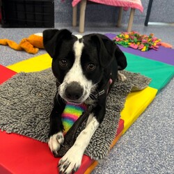 Mercury/Border Collie / Staffordshire Bull Terrier/Female/1 Year 2 Months,Hi, I'm Mercury and I am on the hunt for a loving home. I have lived a life of unpredictability and have a lot to learn about the world, as I have spent most of my young life in care. I am an enrichment Queen with a zest for adventure, who would love to settle in a cozy bed indoors with a long-lasting chew and zoom around a large, fully fenced yarded area playing fetch. I would thrive in a home with older children, who I can grow with, be my love bug self and who will give me some space to be alone when I need some decompression. I am a long lasting treat connoisseur and chewing is my favourite way to decompress. Some of my favourite yummy chews are coffee wood, goat horns and venison ears. I am a social butterfly who adores socializing with larger furry friends and would do best in a home without small animals. I love going for sniff walks with furry friends, however my play style is not every canines cup of tea. For this reason I am not a gal who is going to be able to attend off lead areas. I would love a well socialised and calm furry friend who is going to teach me that taking time for some zzz's is just as rewarding as zoomies. Requirements -Must meet all family  -Children over 12 years -Must meet all dogs (can be selective)  -Not suited to a home with small pets If you think you could give me the love and devotion that I deserve, head to the Hunter Shelter and the staff can help us meet. I can't wait to see you! Love and nose boops, Mercury