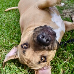 Hermit/Mastiff/Male/3 Years 5 Months,Hi there! Are you looking for a loyal companion who loves nothing more than hanging around the home and spending quality time with you? Look no further! Under my big boofy exterior is a gentle teddy bear, ready to fill your home with love and warmth. I thrive on human companionship and would be the ideal dog for those who enjoy lounging around the house with their furry friend. I'm looking for a forever home where I can be the only furry friend, as I'm not very fond of other dogs. It's essential that my new home provides me with a safe indoor space to help me feel secure and content in my home. I would also prefer a quieter home environment with no young children as I am a sensitive soul who can get overwhelmed when there is a lot going on. I don't even really need to go for walks that much, I'm way happier just hanging at home with my people! Despite my preference for a quieter lifestyle, I really am a big softie who just wants to relax at home with my human companions, pottering around the house or chewing on a pigs ear. If you think you could be my new forever family, please fill out the   or contact the shelter directly on 0477 064 192 or email us at barc@rspcansw.org.au   I am so eager to meet you and see if we could be the perfect match! Restrictions: