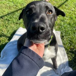 Adopt a dog:Xander/American Staffordshire Terrier / Australian Kelpie/Male/10 Months,Hello there! My name is Xander, and I'm a charming young man finally on the lookout for my forever home! Could this be with you? I am incredibly sweet and intelligent, which means I learn quickly. I am food motivated, which makes me easy to train. I already know how to sit and lay down and I love to figure out food puzzles such as kongs! I am looking for a family who is patient. Unfortunately I have spent most of my young life in the shelter so the transition from shelter to home might be a little bit tough for me. I would love a routine (doesn't everybody) such as play, eat, sleep as this will help me understand how things happen each day and create some predictability. I would also love people who can take it slow and let me get used to the home and my new family first before exposing me to any other new things. At the shelter I have access to the backyard in the office and I love it! When its sunny the staff put a little blanket out on the grass for me to lay on and I have a picnic – usually with a bulli stick or a pigs ear! Sometimes I like to run around with my fluffy chicken toy and do some zoomies and throw it up in the air like I just don't care. My ideal home would offer both indoor and outdoor access, giving me the chance to explore and play in a safe, secure area. This way, I can burn off my puppy energy while also having a cozy indoor space to relax. If you think you could be the perfect family for me, I can’t wait to meet you and start our adventure together! Please fill out an application at   or contact the shelter directly at 0477 064 192, or email us at barc@rspcansw.org.au. Requirements: